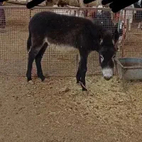 الاغ و کره خر نر