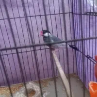 فنچ نرگسی نر|پرنده|قزوین, |دیوار