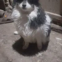 سگ پامر نر|سگ|مشهد, چهارچشمه|دیوار