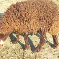 فروش گوسفند همو|حیوانات مزرعه|شیروان (خراسان), |دیوار