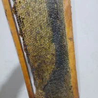 تک عسل طبیعی ارزنق|خوردنی و آشامیدنی|سراب, |دیوار