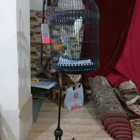 دوتا عروس هلندی سالم وسخنگو