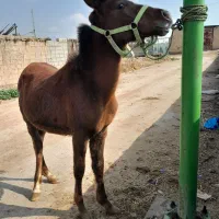 شهر سوسنگرد