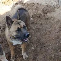 آکیتا آمریکایی|سگ|پاکدشت, پاکدشت (مامازند)|دیوار