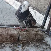 توقی|پرنده|اردبیل, |دیوار