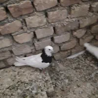 کبوتر طوقی