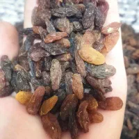 کشمش افتابی گوشتی آبگیری و خوراکی