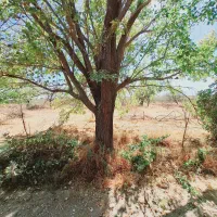 خریده چوبه قلمستان و همه جور چوبی|خدمات باغبانی و درختکاری|فرمهین, |دیوار