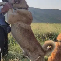 سگ گله یا نگهبان