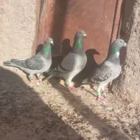 مجسمه کبوتر