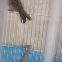 قناری نر زیتونی|پرنده|مشهد, حسینآباد|دیوار