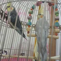 عروس هلندی|پرنده|تبریز, |دیوار