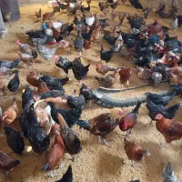 فروش مرغ و خروس محلی|حیوانات مزرعه|فولادشهر, مسکن مهر فولادشهر|دیوار