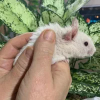 بوشهر چهار راه ولی اسر شماره ی تام