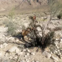 قوچ داشتی سوز و ملحه و یک راس پازن چاق