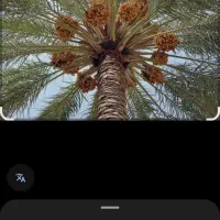 نخل اردنی تنه بلند