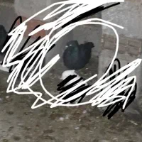 کبوتر|پرنده|ماسال, |دیوار