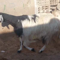 گوشت چرخ بریان مرغ کباب|خوردنی و آشامیدنی|اهواز, نادری|دیوار