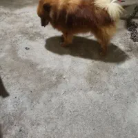 سگ پامرین روباهی