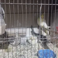 فروش عروس هلندی