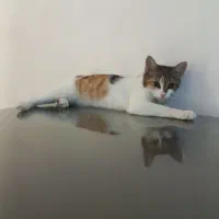 واگذاری رایگان بچه گربه ماده دی اس اچ|گربه|شیراز, فلکه گاز|دیوار