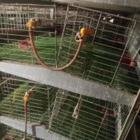 قفس دو طرفه ۴طبقه کبک و بلدرچین ومرغ|لوازم جانبی حیوانات|فردوس (خراسان), |دیوار