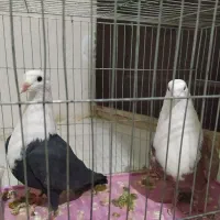 کله سفید به شرط تخم وجوجه وبدون غلط