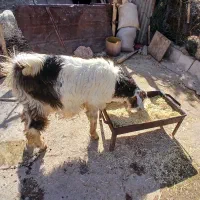 ۲بزآبستن +بزغاله های سالم و چاق+بز نر جوان وچاق|حیوانات مزرعه|دالاهو, |دیوار