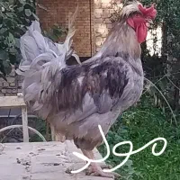 خروس طوسی (بلو) نژاد آیسبار زینتی، برهما|حیوانات مزرعه|تهران, طرشت|دیوار