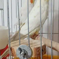 عروس هلندی 4ماهه