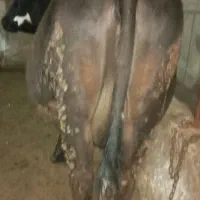 گاو ابستن سنگین پا به زا