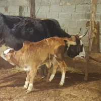 تلم گوساله اول با گوساله چالوسی ۴۰روزه فروشی