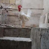 خروس