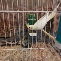 عروس هلندی