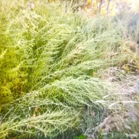 فروش ۶۰۰۰ متری