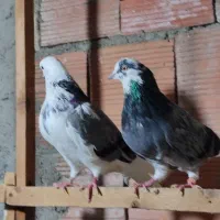 یک جفت ابلغ سبز دهن جور|پرنده|قائمشهر, |دیوار