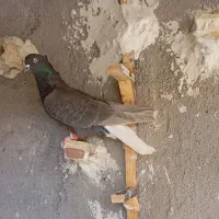 کفتر صید|پرنده|تربت جام, میان جام|دیوار