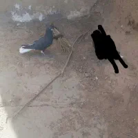 نرزاغ دم سفید|پرنده|بیرجند, |دیوار