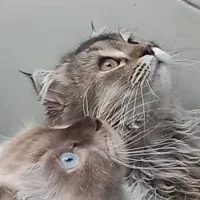 یک جفت گربه نروماده