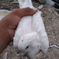 کفتر فروشی دونه ۱۰۰|پرنده|زهک, |دیوار
