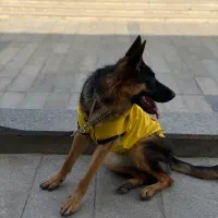 سگ ژرمن وورک اصیل واگذاری|سگ|مشهد, چهارچشمه|دیوار