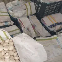 قارچ عمده|خوردنی و آشامیدنی|اردکان, |دیوار