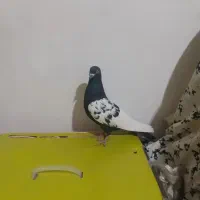 کبوتر سینه وسفید