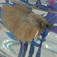 ماهی فایتر|ماهی|بروجرد, |دیوار