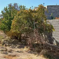 باغ ، جاخونه ،آینده دار