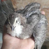 فروش بلدرچین وگوشت گرم بلدرچین|حیوانات مزرعه|لردگان, |دیوار