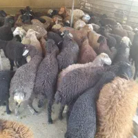 گوسفند زنده جهت عید قربان