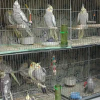 عروس هلندی