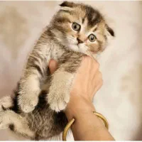 اسکاتیش دبل فولد