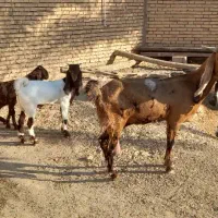 بزز|حیوانات مزرعه|کرخه, |دیوار